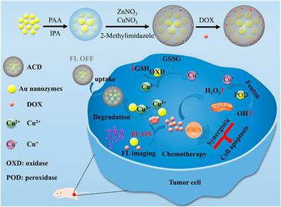 Progress and prospects of nanozymes for enhanced antitumor therapy